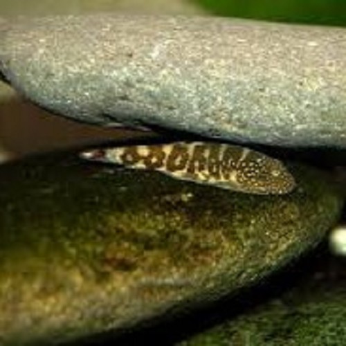 Gastromyzon zebrinus - Loche de Bornéo